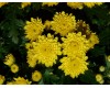 Garden Mums
